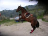 La jument fleur se lve dans la petite carrire du centre equestre  Contes.