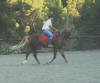 Ce grand cheval d'1m70 est a mettre en demi-pension et conviendrait pour des concours de dressage.