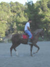 paso est maintenant au travail, il commence  se mettre en place aux trois allures, pas, trot et galop.