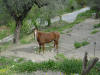 Le cheval Paso est dans son parc au club Hippo-Camps.