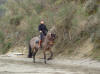 Le cheval Etendard semble drouler une reprise de dressage.