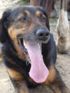 Le plus booo chien du centre equestre est la!