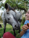 Cheval froce veut manger gateau...