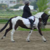 Laura et sa ponette Lolipop font du dressage au concours de Nice-Equitation.