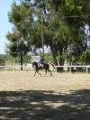 La jument trotteuse Java effectuait ici son deuxime concours de dressage et finit honorablement 14 me..