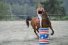 Le cheval Eclair a plus l'habitude du saut d'obstacle mais il se dbrouille en jeux amricains.