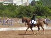 nous avions donc engag pour le club hippique deux trotteurs (Darmeni ici prsent et Java) sur un carr de dressage. Comme quoi tout est possible avec du travail.