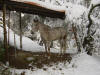 un cheval apaloosa sous la neige....pour la photo mais on se rassure il rentre aux curies le soir