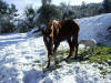 un cheval stress aux curies Hippo-Camps