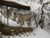 un cheval apaloosa sous la neige...heureusement, c'est trs rare...